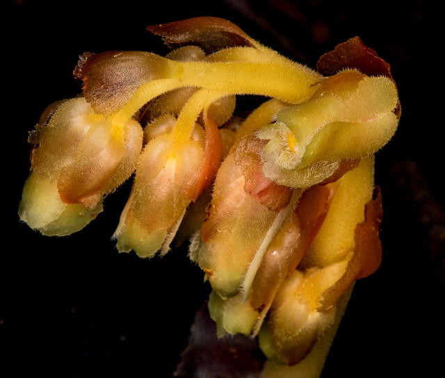 Monotropa hypopitihys - Pine Sap 18-1336.jpg